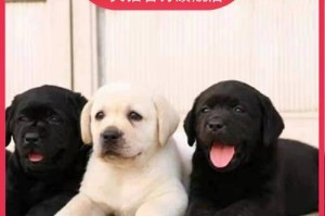 导盲犬的价值与无可替代性（导盲犬在帮助视障人士方面的不可取代性）