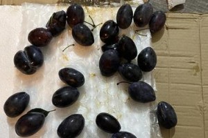 狗拉出来的肠液是什么样的？（探索狗排便过程中产生的肠液特征及其意义）