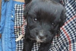 新手养狗必读（了解小狗健康护理，确保幼犬快乐成长）