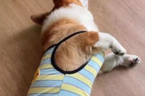 狗狗心脏病——了解症状与处理（宠物心脏疾病的常见症状及治疗方法）