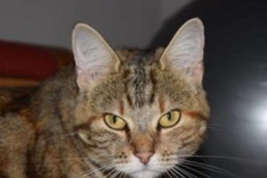 狂犬与猫的密切关系（探究携带狂犬的猫品种及防治方法）