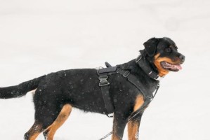 罗威纳（揭秘罗威纳犬的外貌特征及性格特点）