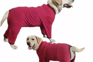 金毛幼犬的断奶时机（了解金毛幼犬断奶的最佳时间和注意事项）