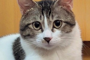 小猫眼睑的奇幻世界（探秘小猫眼睑的多彩色彩缤纷）