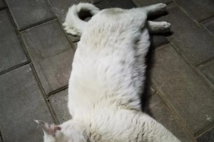 流浪猫的饮食问题（探索流浪猫的食物来源和饮食需求）