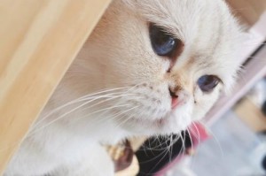 以爱猫审核要多久？（揭秘爱猫审核的时长和步骤）