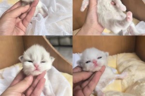 猫咪的眼睛奇迹（猫咪睁眼的时间是猫妈妈爱的见证，坚强成长的象征）