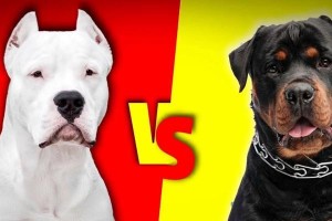 为什么要给杜高犬剪耳？（探究杜高犬耳朵剪裁的原因与影响）