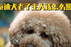 泰迪幼犬期的喂食和照顾技巧（如何正确喂养和照顾泰迪幼犬，让它健康成长）