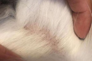 揭秘猫身上白色虫虫的原因（猫身上白色虫虫的种类和治疗方法探秘）