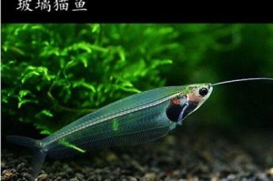 玻璃猫鱼的神秘含义（探寻玻璃猫鱼带给我们的启示与思考）
