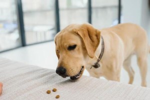 狗狗饮食管理（如何判断狗狗是否吃饱？）