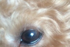 狗狗眼屎过多的原因及处理方法（狗狗眼屎多是什么情况？如何进行正确处理？）