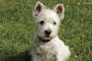 小型梗类犬（探索小型梗类犬的品种特点与魅力）