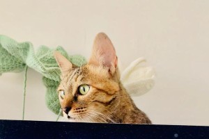 《奇妙的小猫大冒险》（一只名叫小咪的猫咪从箱子里跳了出来）
