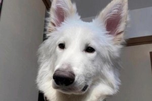 以德牧能长多久？（探寻德国牧羊犬的寿命之谜）